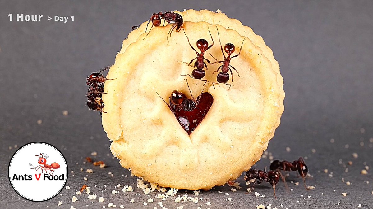 AntsVFood's tweet photo. Ants Eating Time Lapse Jammie Dodger #antcolony #myrmecology #insects https://t.co/nxQ4dlB10S