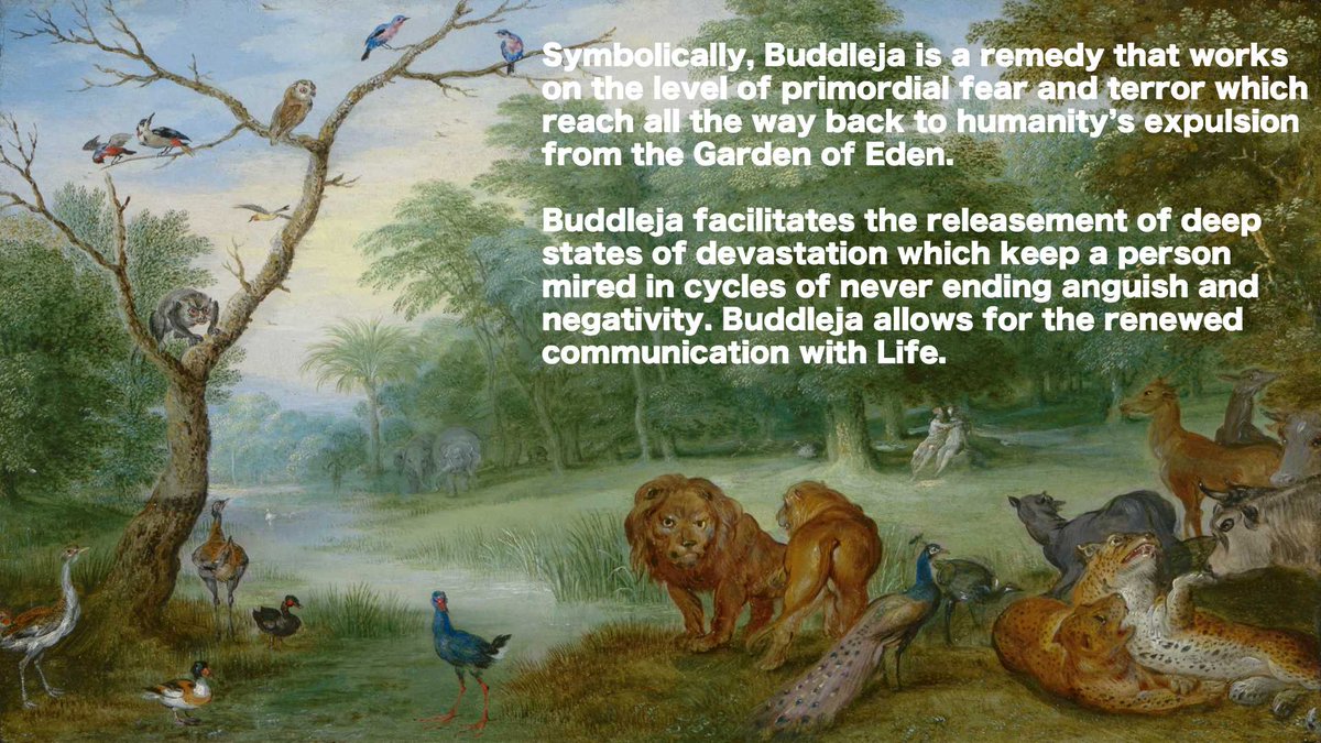 victorcirone.com/2024/01/14/bud… 

#Homeopathy #Homeopathicmedicine #medicine #Healing #buddleia #plantmedicine #planthealing #shock #trauma #psyche #pastlives #gardenofeden #paradise