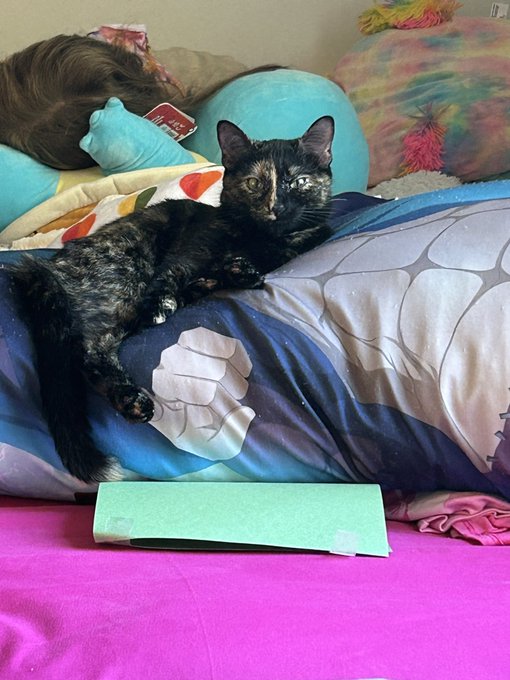 I don&rsquo;t own a Dabi body pillow anymore, Artie owns a Dabi body pillow now. https://t.co/K4GZOLH5Nw<a href="/tag/newprofilepic"class="tags"><span>#newprofilepic</span></a>