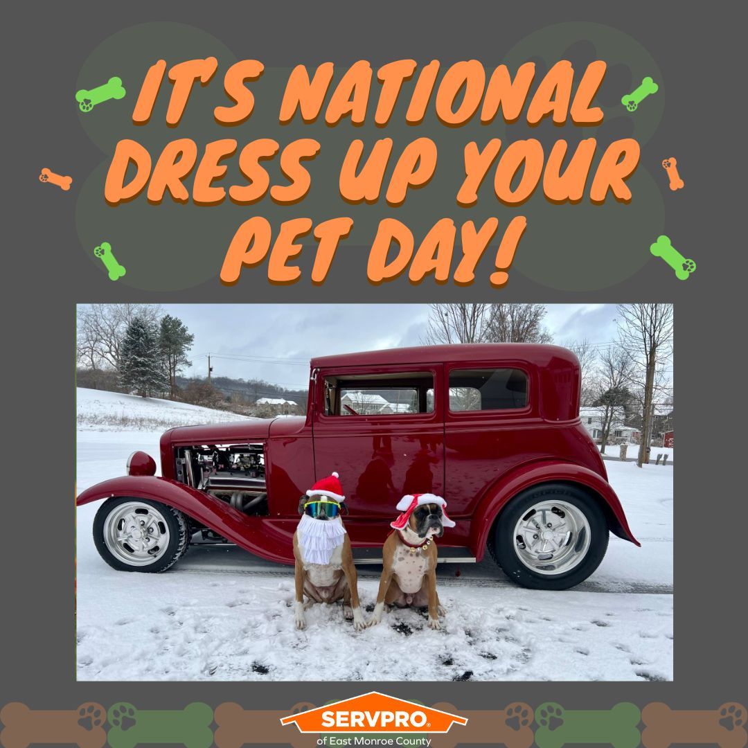 You never know what Barco & Gunner will be up to next! 🐶 🐶 😎 

#NationalDressUpYourPetDay #RochesterNY #thisisroc #boxerdog #boxergram #SERVPRO #ClassicCar