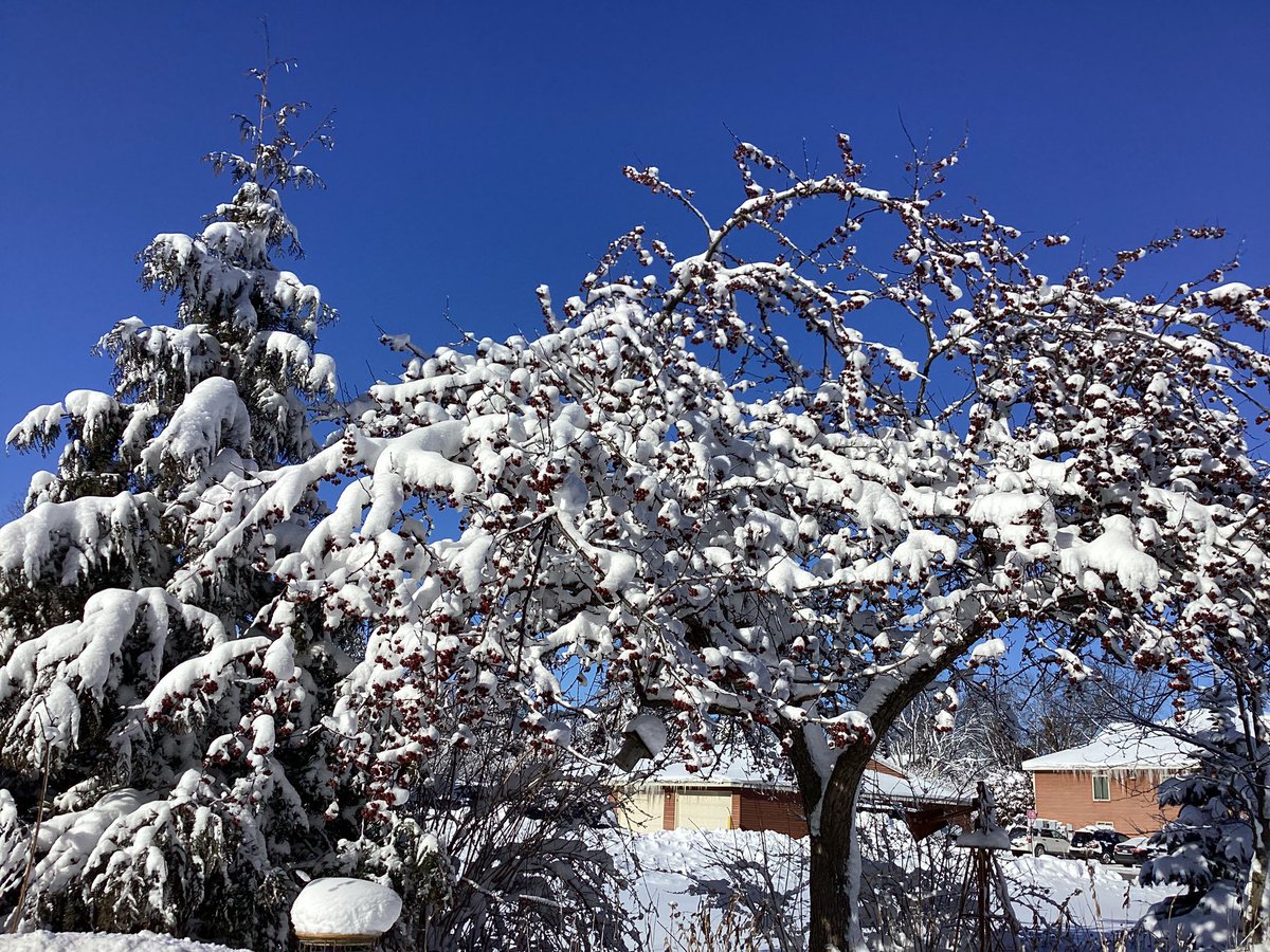WillowsGallery's tweet photo. @TimmermansPeter Well, yes, the sun is finally out, but it’s 1°, windchill -20. Welcome to January in Wisconsin. 
#gardenpics #wisconsinwinter #sunshine #bluesky https://t.co/HHpZTDjCMR