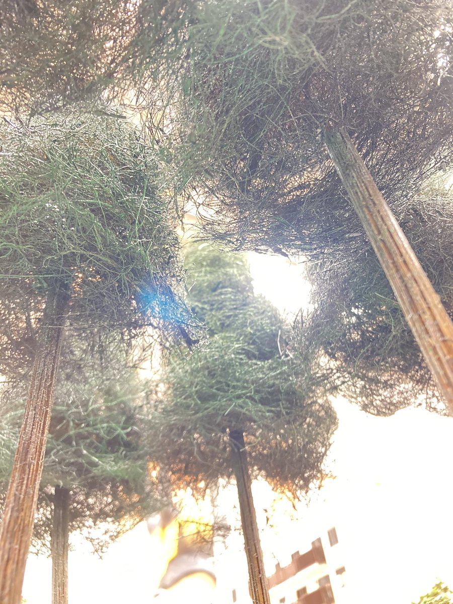 adca0054's tweet photo. この針葉樹の一角に小さな神社区画を設けます。

#ミニチュア #ジオラマ #特撮 #特撮ジオラマ #特撮模型 #miniatures #dioramas #鳥居 #祠 #社 #神社 https://t.co/yvYOScjiyF