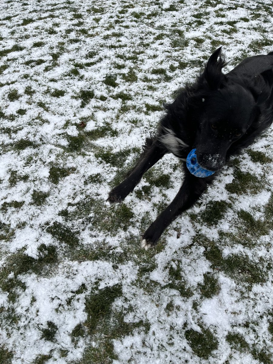 Twy_Joe's tweet photo. Ball is life 🐕‍🦺.  #tedlasso #futbolislife #AdoptDontShop https://t.co/uIHBABuvMN