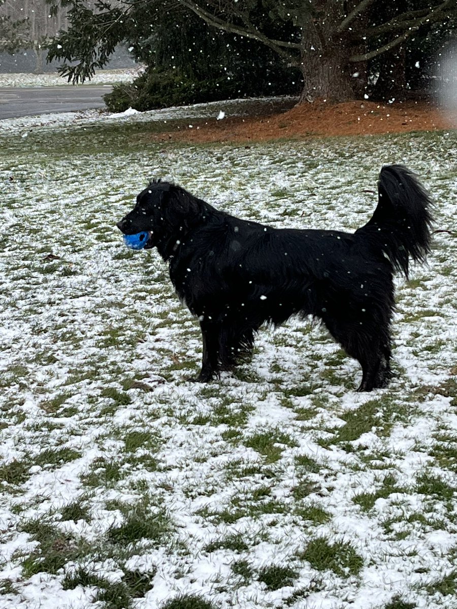 Twy_Joe's tweet photo. Ball is life 🐕‍🦺.  #tedlasso #futbolislife #AdoptDontShop https://t.co/uIHBABuvMN