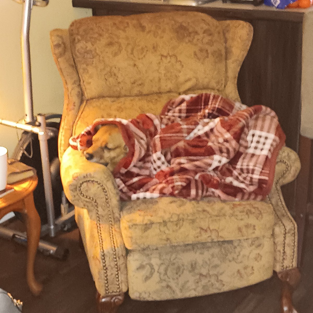 Real_Lil_Mango's tweet photo. Oh my gosh guys it is so cold...
#cold #WinterWeather #WinterVibes #WinterWonderland #Dogs #ChillyDog #winterstorm https://t.co/3BK6gjMF2d