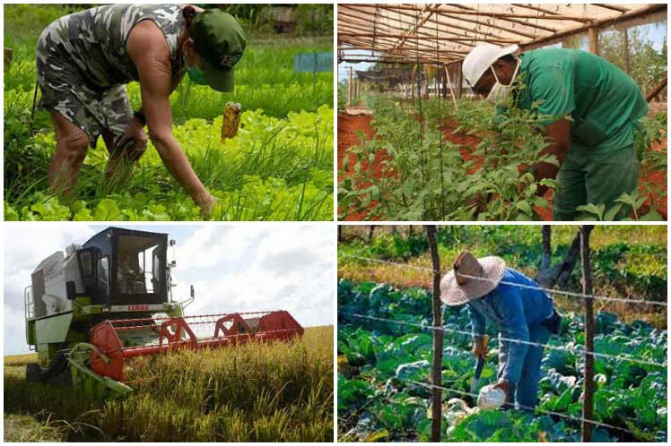 UlisesGuilarte's tweet photo. El déficit d oferta y los elevados precios constituyen causa principal d la pérdida del poder adquisitivo d salarios y pensiones. La batalla del sindicato hay q  centrarla en movilizar la producción material, priorizando la agricultura y renglones exportables. #CubaViveYTrabaja https://t.co/CSN99a0vS7