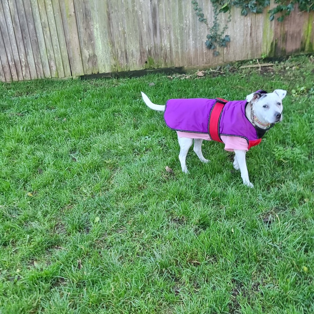 That look you give when you catch your human taking yet another picture of you #funnyanimals #dogs #dogslife #dearyme #notagain #cuteanimals #winterwalks #walkies #winter #WrappedUpWarm @DogsTrust #AdoptDontShop #rescuedogs #RescueDogsRock #Really