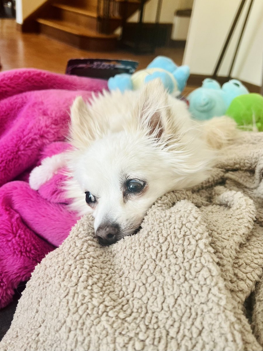 shelbymoledina's tweet image. “22 degrees?  I’ve SEEN some things, man. The Great War — I mean Ice Storm — of 2022 changed me. You’re NOT getting me out there.”  #portland #freezing #spoileddog