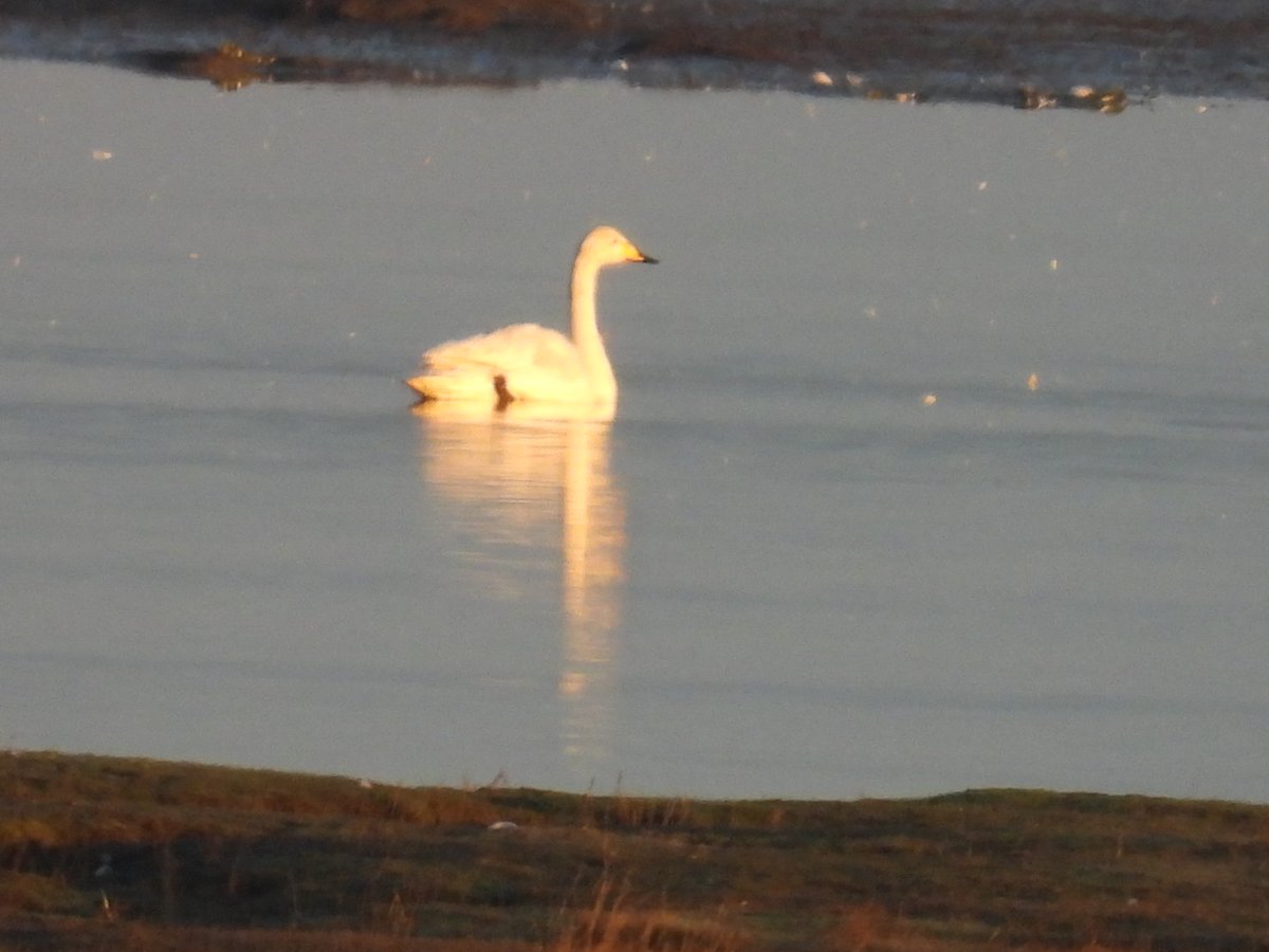 L8WFC81's tweet image. Morning trek to Marshside from Banks and back of note; Spoonbill, Several GW &amp;amp; Little Egret, Barn Owl, Dunlin, Curlew, Redshank, Whooper Swan, Snipe, Pintail, Wigeon, PF Geese #rspbribble #marshside #ribble