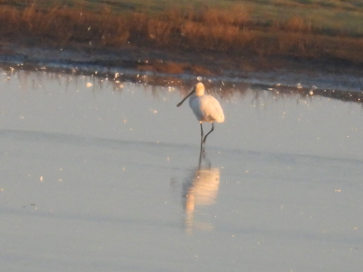 L8WFC81's tweet image. Morning trek to Marshside from Banks and back of note; Spoonbill, Several GW &amp;amp; Little Egret, Barn Owl, Dunlin, Curlew, Redshank, Whooper Swan, Snipe, Pintail, Wigeon, PF Geese #rspbribble #marshside #ribble