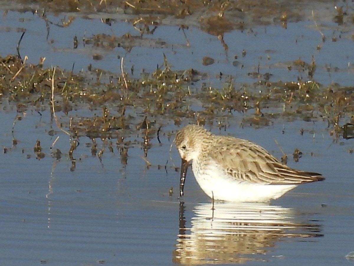 L8WFC81's tweet image. Morning trek to Marshside from Banks and back of note; Spoonbill, Several GW &amp;amp; Little Egret, Barn Owl, Dunlin, Curlew, Redshank, Whooper Swan, Snipe, Pintail, Wigeon, PF Geese #rspbribble #marshside #ribble