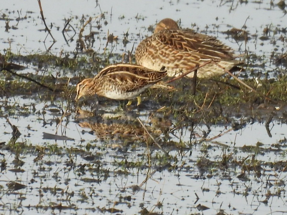 L8WFC81's tweet image. Morning trek to Marshside from Banks and back of note; Spoonbill, Several GW &amp;amp; Little Egret, Barn Owl, Dunlin, Curlew, Redshank, Whooper Swan, Snipe, Pintail, Wigeon, PF Geese #rspbribble #marshside #ribble