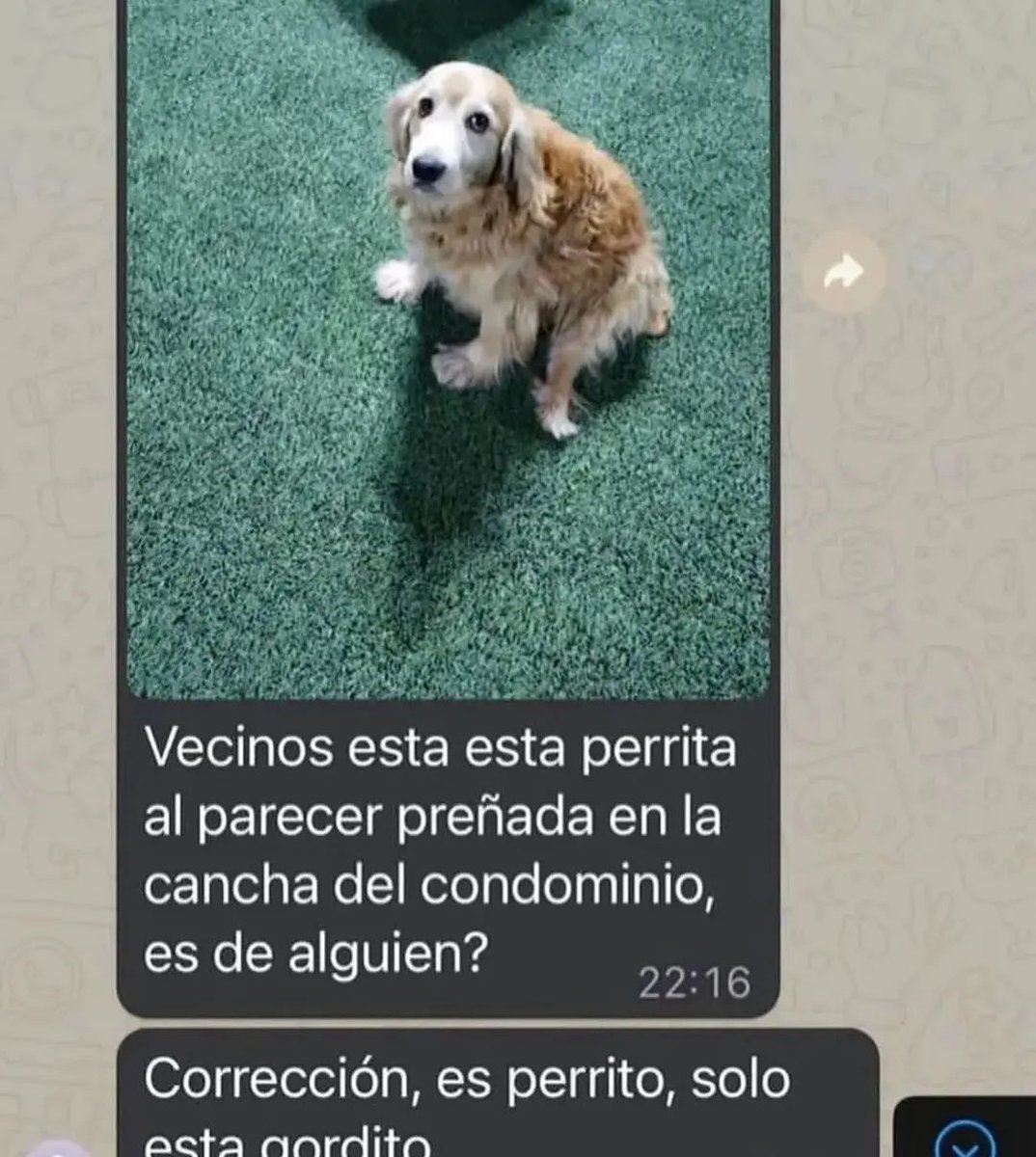 bjs_alejo2's tweet photo. solo esta gordito https://t.co/nPYehHSAAH