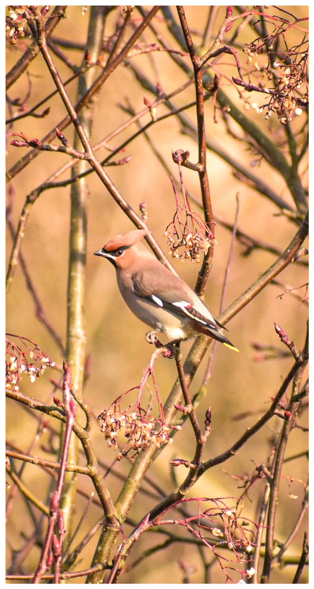 LeighMurray75's tweet photo. Thrilled to have finally had the opportunity to see these amazing wee punk superstars yesterday! Waxwings really do have some stunning plumage!
#birds #birdwatching #birdphotography #scottishborders https://t.co/Pr9Kqcfq8r
