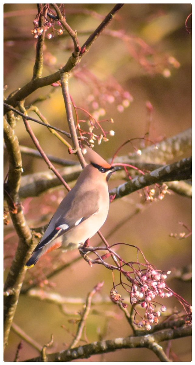 LeighMurray75's tweet photo. Thrilled to have finally had the opportunity to see these amazing wee punk superstars yesterday! Waxwings really do have some stunning plumage!
#birds #birdwatching #birdphotography #scottishborders https://t.co/Pr9Kqcfq8r