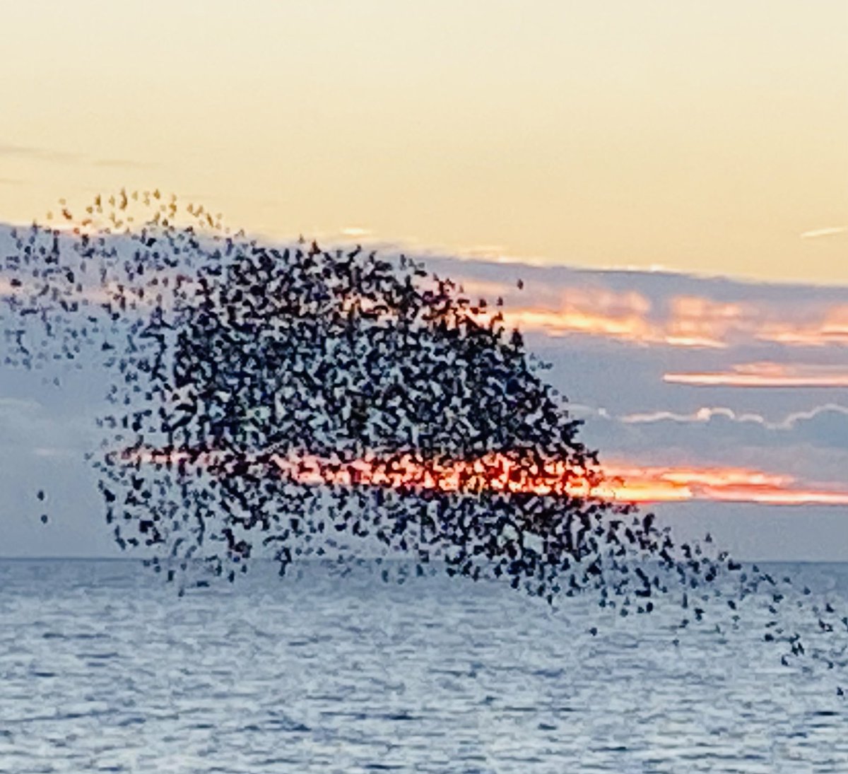 Murmuration time. Brighton. Sunday. Sunset. Cold. Life affirming. #lovebrighton