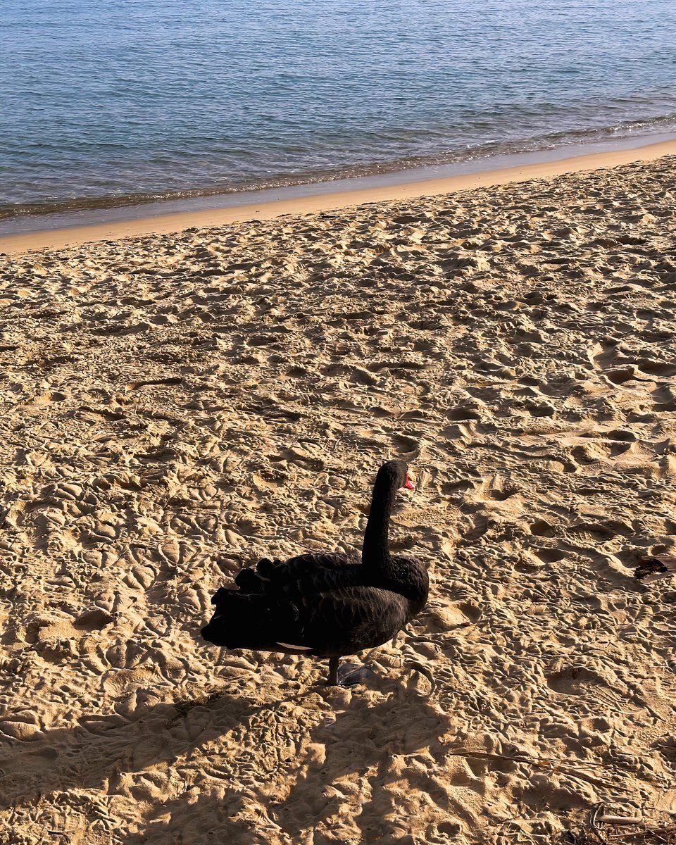 Someone got lost 🤔 #swan #blackswan #lost #beach #southernfrance #southoffrance #blackswantheory #metaphor #cygne #cygnenoir
