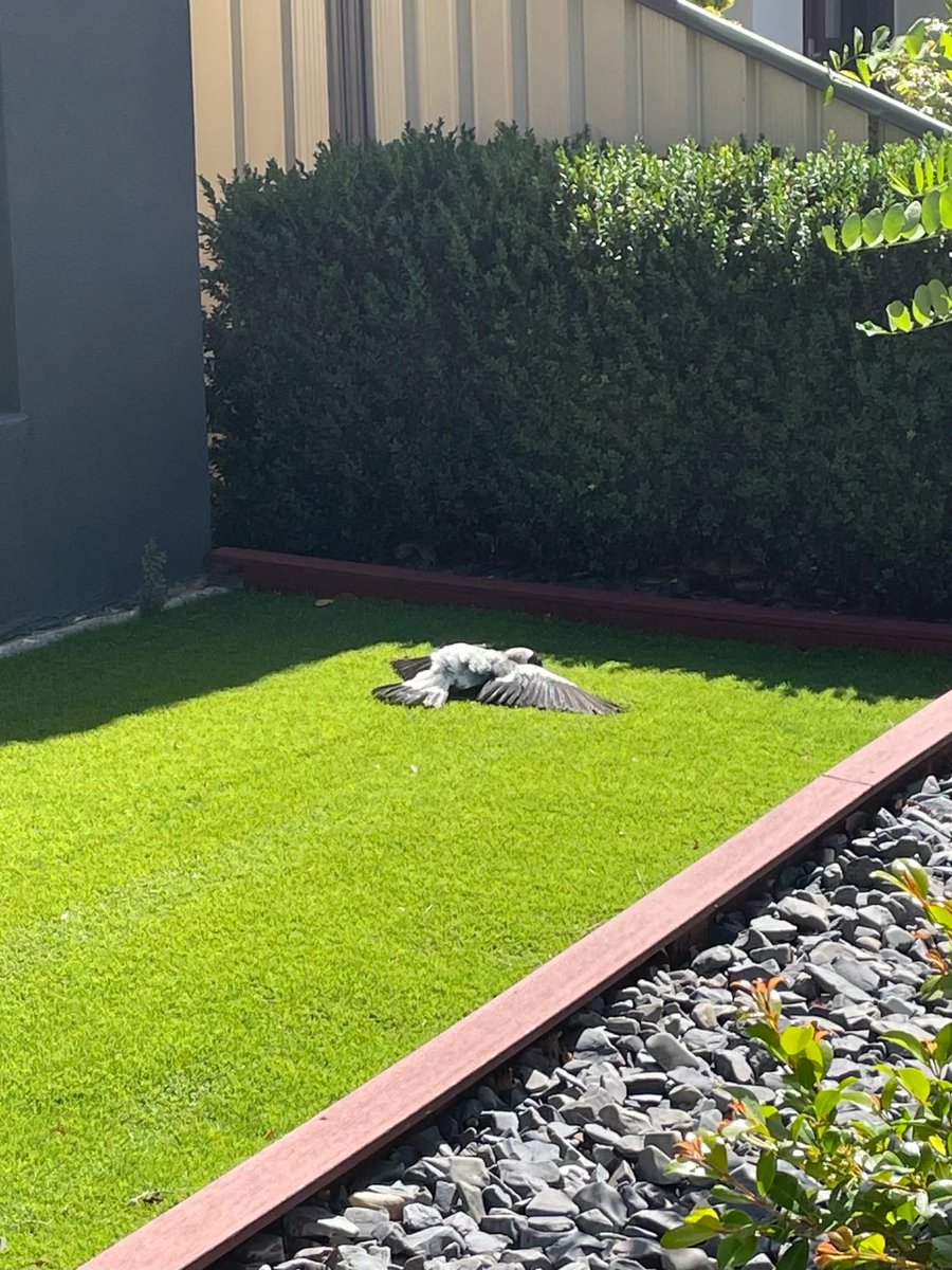 tiptreez49's tweet photo. Near my house in the morning,I thought he was dead, and when I got to him, I got up and ran away 🐣 🤭 🤭 https://t.co/96SplKKJMF