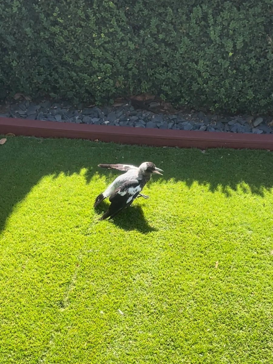 tiptreez49's tweet photo. Near my house in the morning,I thought he was dead, and when I got to him, I got up and ran away 🐣 🤭 🤭 https://t.co/96SplKKJMF