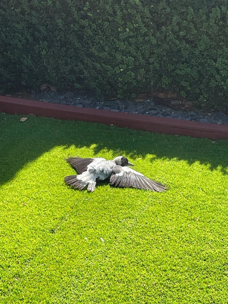 tiptreez49's tweet photo. Near my house in the morning,I thought he was dead, and when I got to him, I got up and ran away 🐣 🤭 🤭 https://t.co/96SplKKJMF