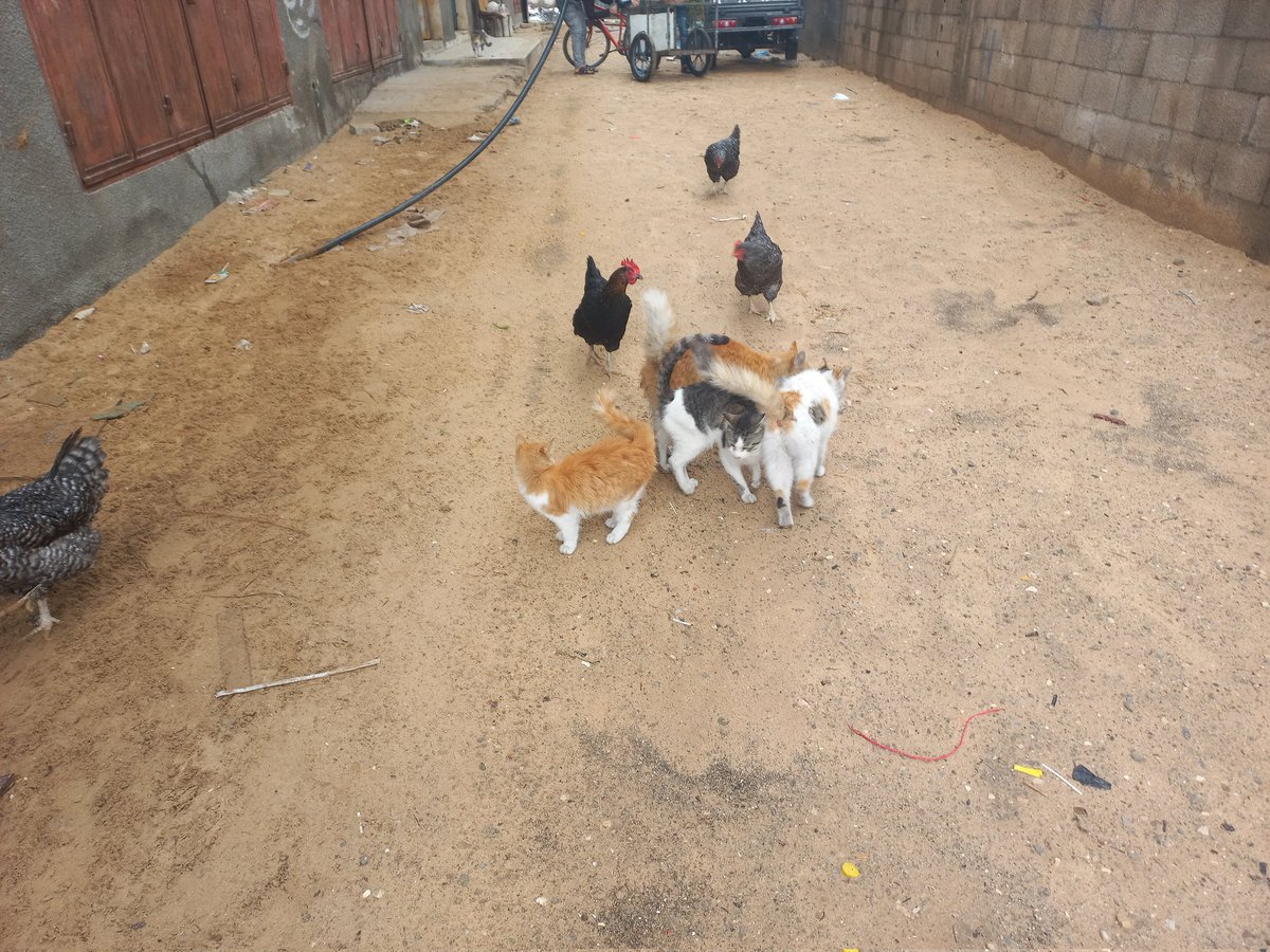 LoverHomeless's tweet image. 💚♥️Dear friends,🙏please continue to support &amp;amp; share my fundraiser! Conditions in💔#Gaza are constantly deteriorating- civilians &amp;amp; animals are all targeted out of revenge!We have been denied water &amp;amp; electricity, &amp;amp; food aid is constantly being blocked!😘♥️
gofund.me/e53d19db