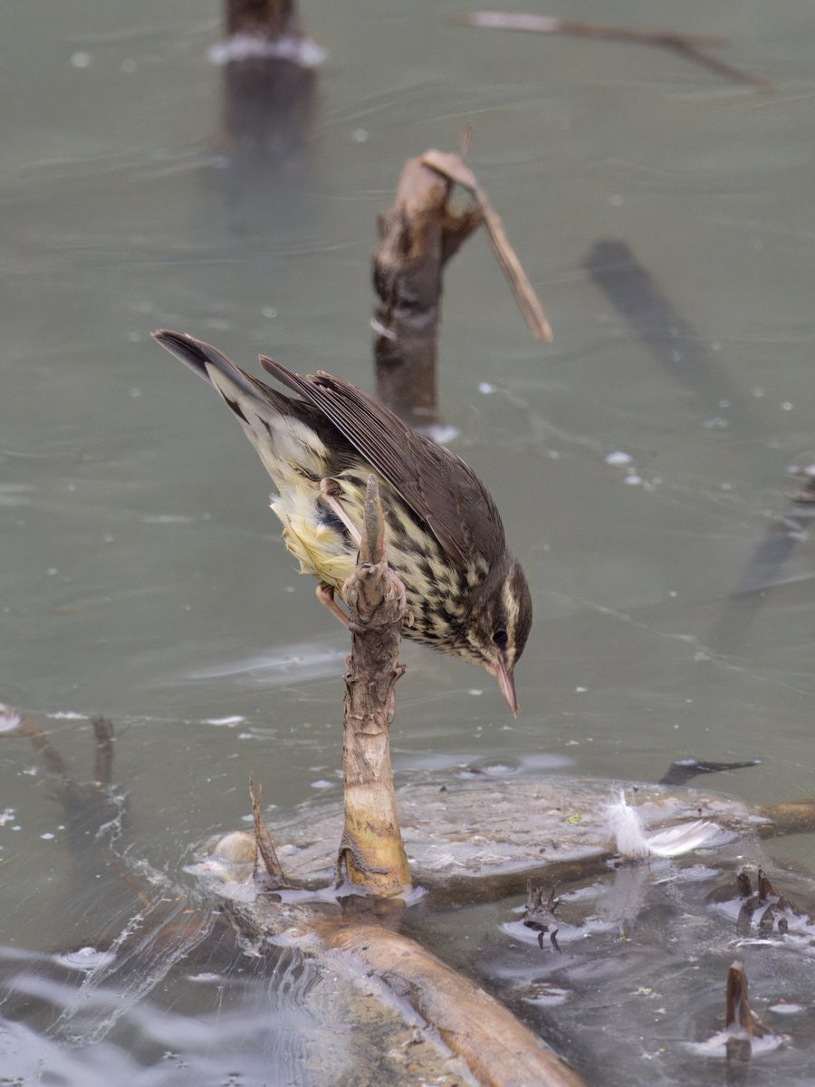 DCCbirder's tweet photo. Yesterdays show from the Northern Waterthrush as it busily fed along the creek was more than most would have hoped for - its agility &amp; ability to cling to a stem while thrusting itself towards prey items on the surface of the water was a real treat to watch. #NorthernWaterthrush https://t.co/3fnqd3reYF