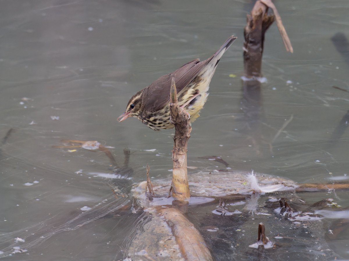 DCCbirder's tweet photo. Yesterdays show from the Northern Waterthrush as it busily fed along the creek was more than most would have hoped for - its agility &amp; ability to cling to a stem while thrusting itself towards prey items on the surface of the water was a real treat to watch. #NorthernWaterthrush https://t.co/3fnqd3reYF