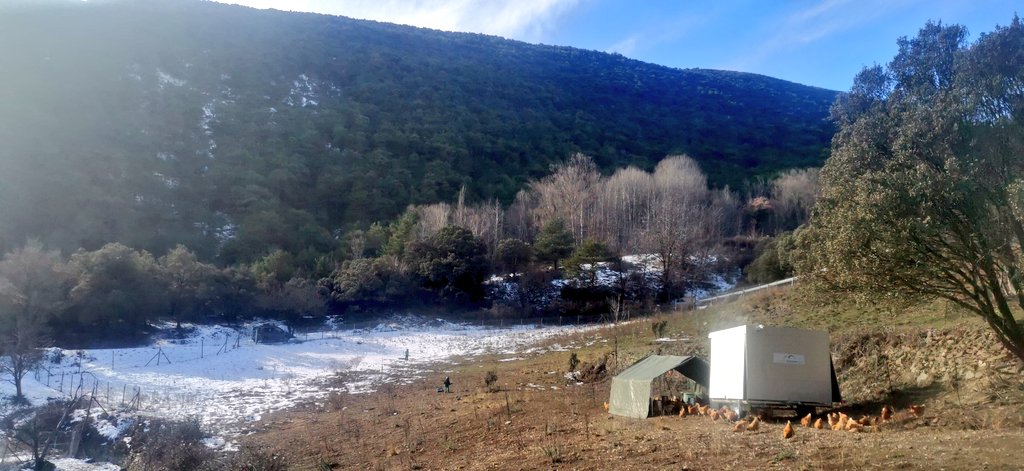 Les temperatures suaus d'aquest hivern ja han fos la neu ❄️💧 als prats de la #GranjalaBana, excepte aquells més obacs on no hi toca el sol 🌞 Si continua així aviat verdejaran de nou 🌱 #gallinesfelicesisoleiades 🐔😎 #ousdelaltpirineu #chickencaravan