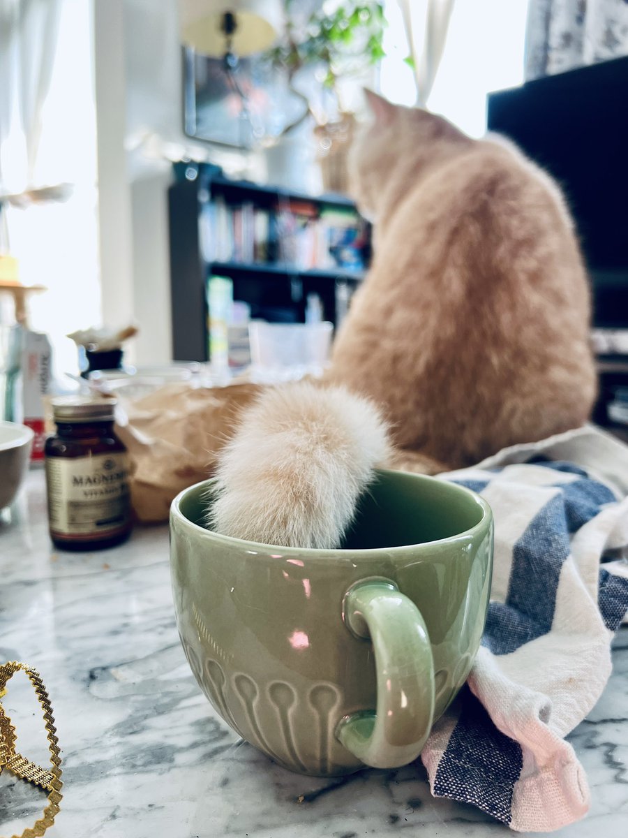 ernawrites's tweet photo. How do you take your coffee? ☕️
- strong
- splash of oat milk
- no sugar
- two dips of a cat’s tail
#cats #CatsOfTwitter #booklovers #catlover https://t.co/Kzptgk8AEm