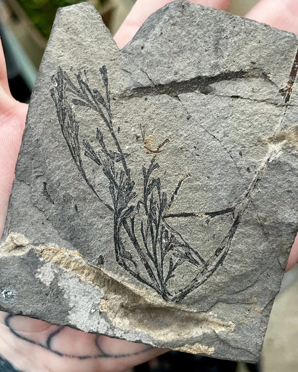 palaeokatie's tweet photo. Beautifully delicate Sphenopteris foliage from the Visean of Fife 🏴󠁧󠁢󠁳󠁣󠁴󠁿🖤 https://t.co/j8kKvsisyC
