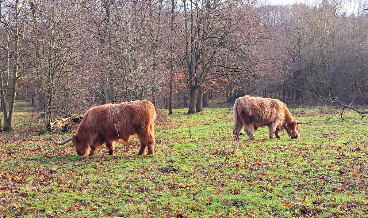 KevinRoddUK's tweet photo. One of the many joys of @YSPsculpture is that every day brings new discoveries and new perspectives, with the change of the light and the seasons. #brucebeasley #cows #shellgrotto #seanhenry #sculpture #art #yorkshire #greatdaysout #walking #nature #highlandcows https://t.co/OSJgjDpbCf
