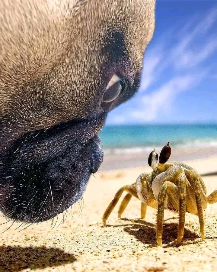 PugLovers94992's tweet photo. Great photograph 😍😂😅
#pug  #puglife  #puglove  #USA  #doglover https://t.co/dRZ3Qz1u99