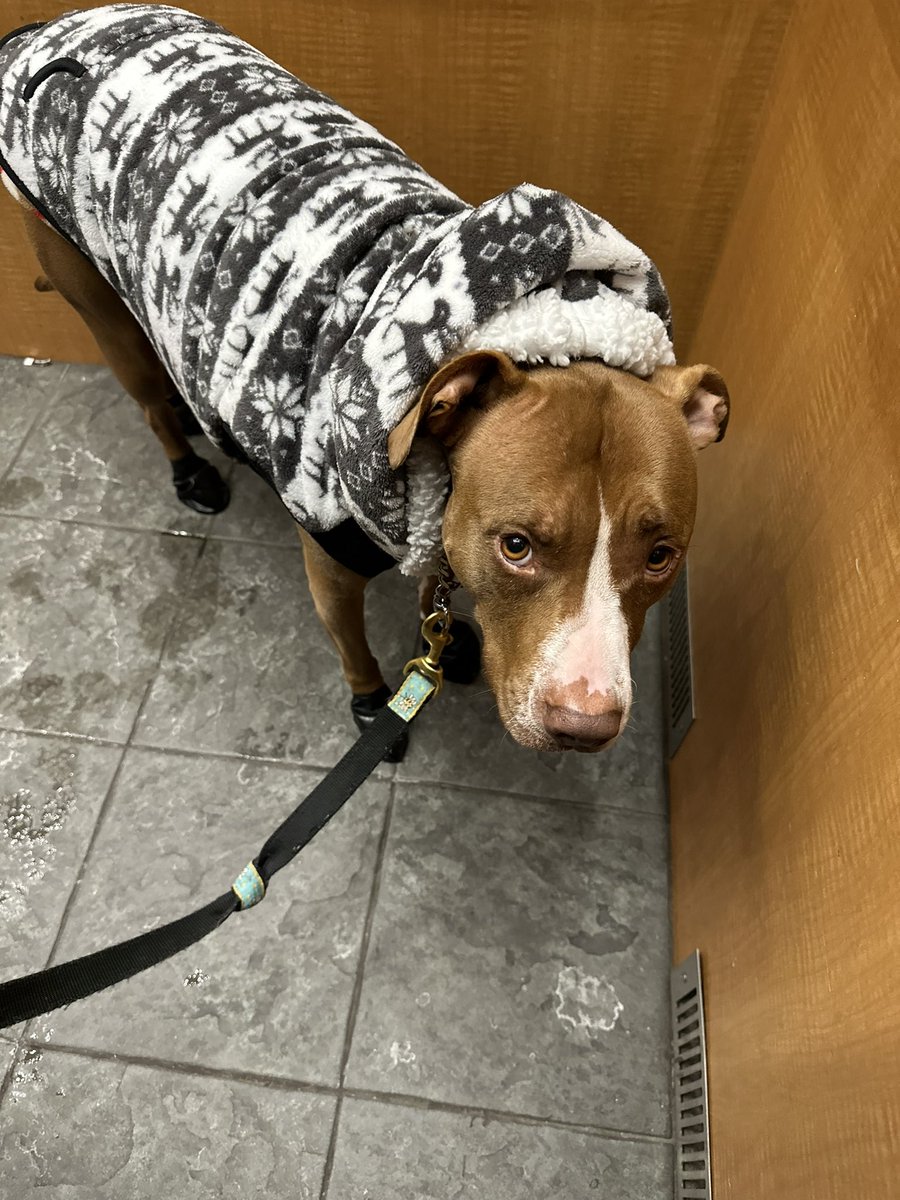 skathleen_g's tweet image. layered up and balloon booties bc their paws can’t take the salt, so far removed from wolves 🐺 .. #Chicago #westloop #coldaf