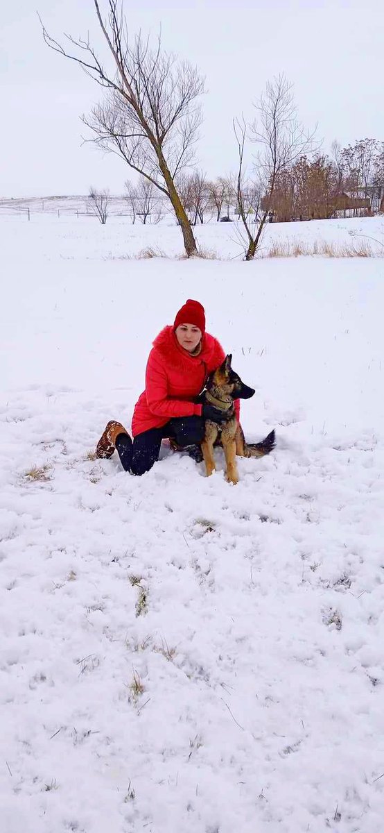 CalinIrina's tweet photo. De un an în familia noastră. Adoră bulinele de pedigree și ciorba, libertatea totală și lipsa de reguli (dacă s-ar putea). 🤗🍵🦮
#mydog #mylovelydog #miperro #mimascota #miperrointeligente #ciobanescgerman #cainiderasa #cainidevanatoare https://t.co/1EBUtokj1h