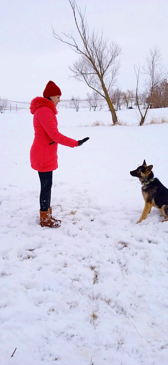 CalinIrina's tweet photo. De un an în familia noastră. Adoră bulinele de pedigree și ciorba, libertatea totală și lipsa de reguli (dacă s-ar putea). 🤗🍵🦮
#mydog #mylovelydog #miperro #mimascota #miperrointeligente #ciobanescgerman #cainiderasa #cainidevanatoare https://t.co/1EBUtokj1h