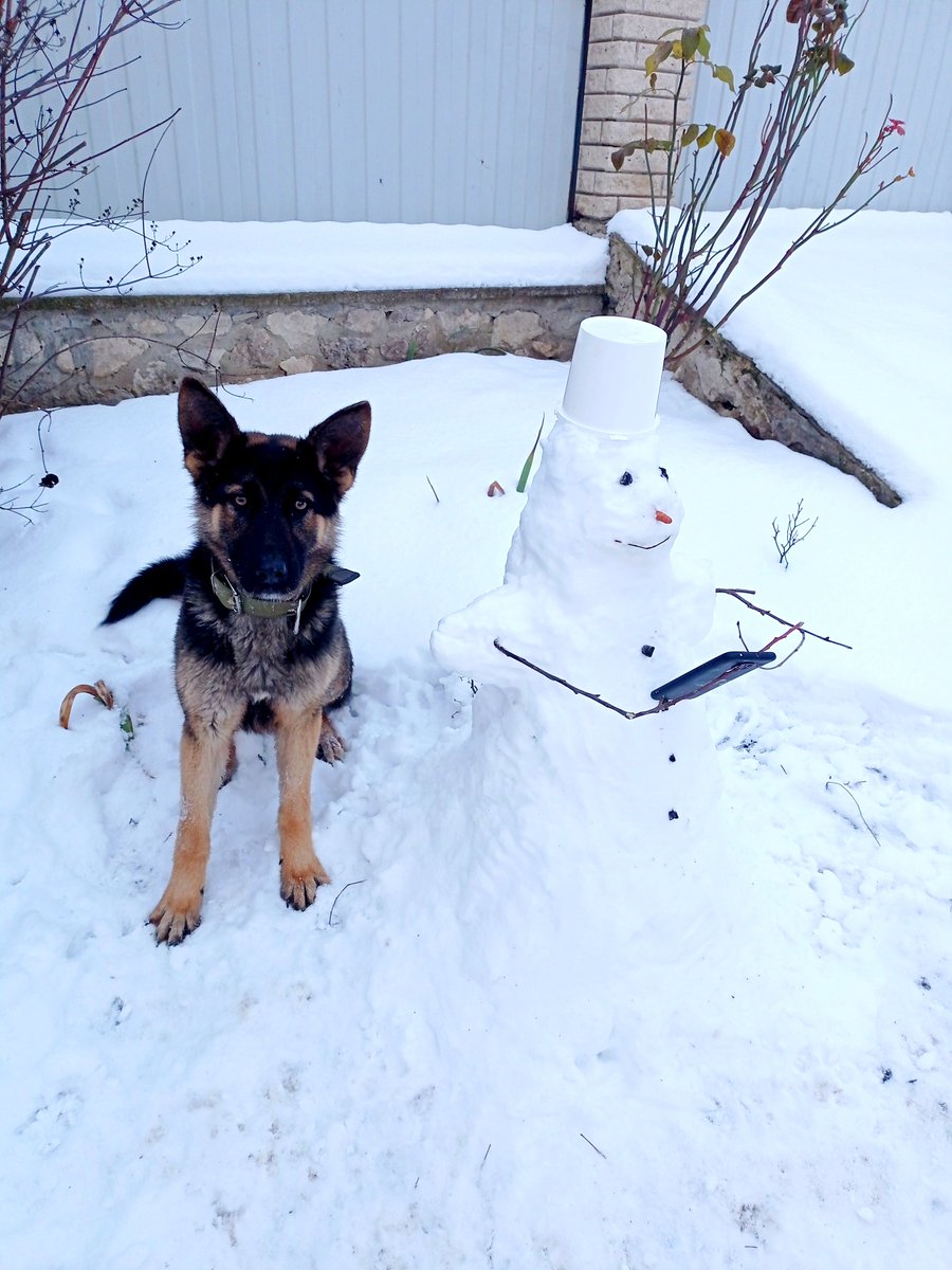 CalinIrina's tweet photo. De un an în familia noastră. Adoră bulinele de pedigree și ciorba, libertatea totală și lipsa de reguli (dacă s-ar putea). 🤗🍵🦮
#mydog #mylovelydog #miperro #mimascota #miperrointeligente #ciobanescgerman #cainiderasa #cainidevanatoare https://t.co/1EBUtokj1h