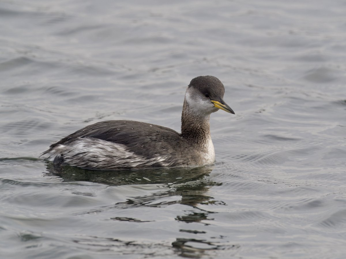 DCCbirder's tweet photo. Stopped off at Lisvane &amp; Llanishen reservoirs on the way back from Essex yesterday. Quality birds &amp; convenience, meant it would have been rude not to! GND also there but not togged. https://t.co/8LUgbZrAJv