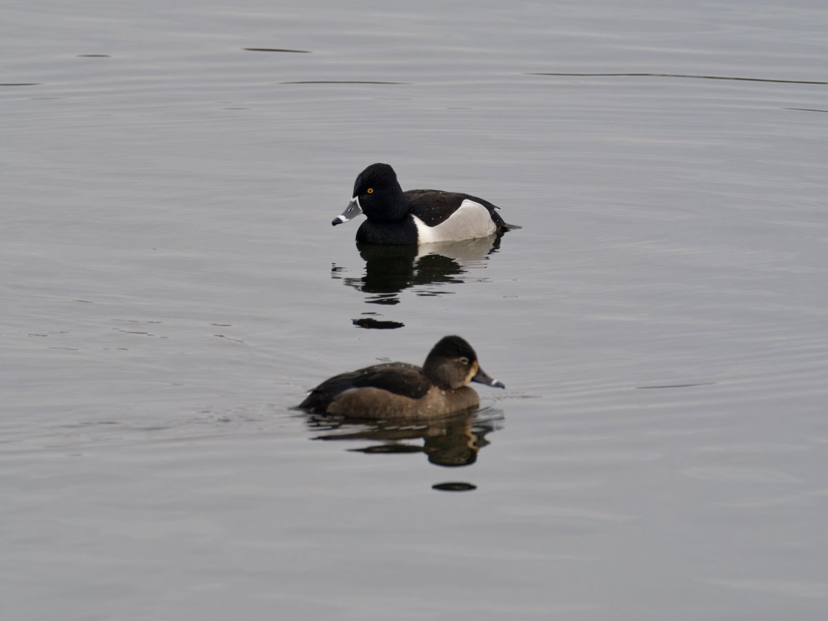 DCCbirder's tweet photo. Stopped off at Lisvane &amp; Llanishen reservoirs on the way back from Essex yesterday. Quality birds &amp; convenience, meant it would have been rude not to! GND also there but not togged. https://t.co/8LUgbZrAJv