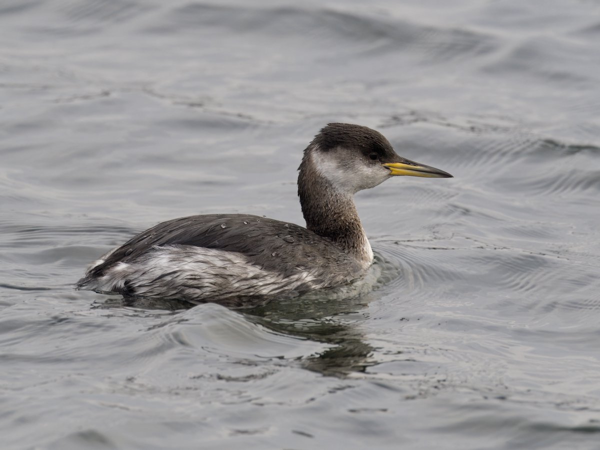 DCCbirder's tweet photo. Stopped off at Lisvane &amp; Llanishen reservoirs on the way back from Essex yesterday. Quality birds &amp; convenience, meant it would have been rude not to! GND also there but not togged. https://t.co/8LUgbZrAJv