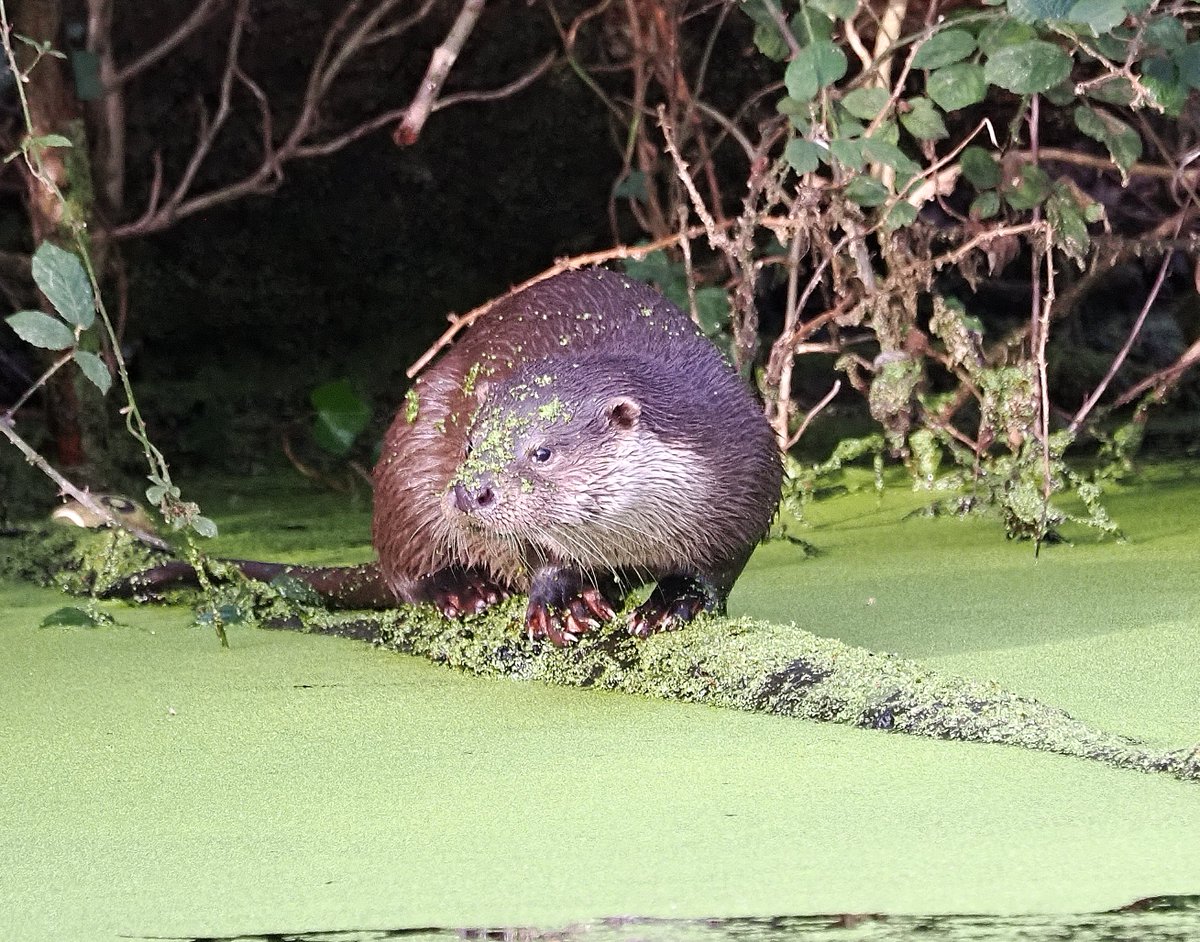 Steve Babbs tweet media