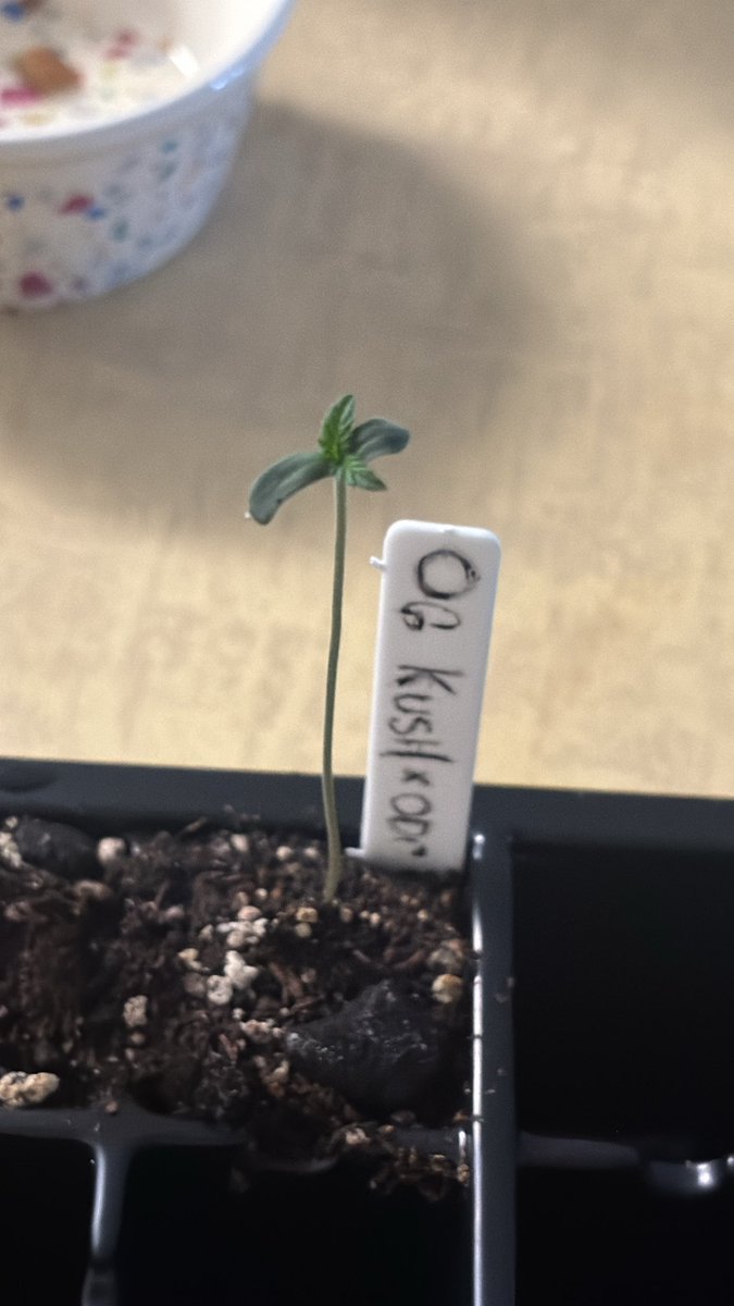 jsv1927's tweet photo. Marshmallow Moon Oreos
Oh Kush x Old Dirty Glue
Latina Sunset
#vegetative #CannabisCommunity #cannabisculture #cannabisgrower #CannaLand #cannabisindustry #CannaGrow #growvibes #growyourown https://t.co/hwbmCRYzrR