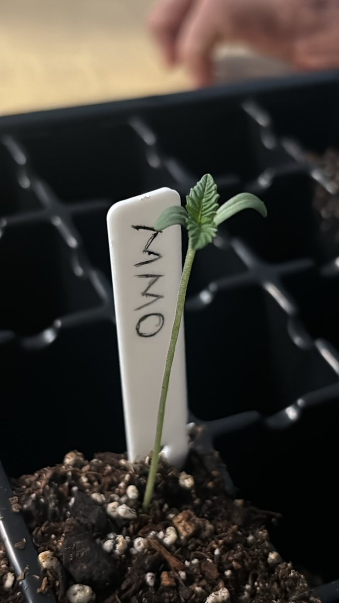 jsv1927's tweet photo. Marshmallow Moon Oreos
Oh Kush x Old Dirty Glue
Latina Sunset
#vegetative #CannabisCommunity #cannabisculture #cannabisgrower #CannaLand #cannabisindustry #CannaGrow #growvibes #growyourown https://t.co/hwbmCRYzrR