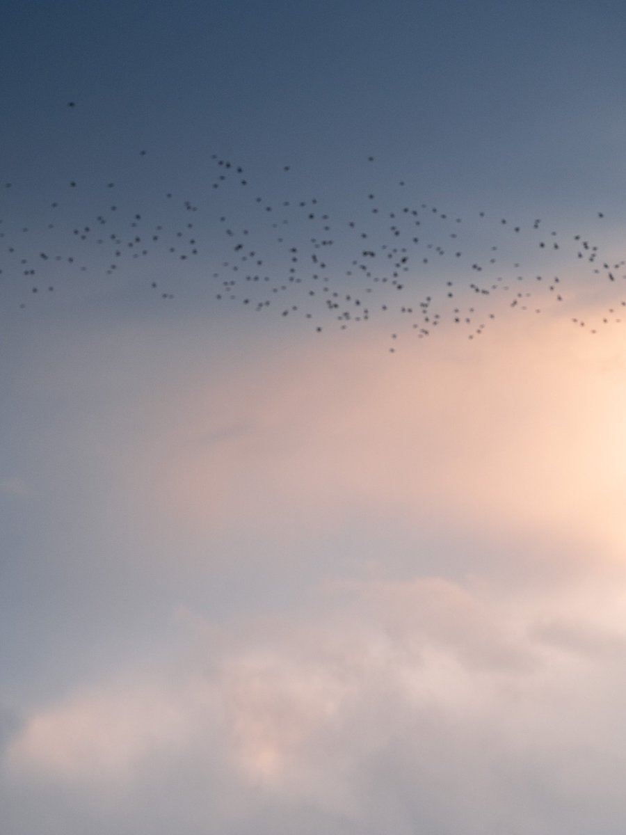 Here’s a photo of some starlings. They’re out of focus.

My fave murmuration shot to date.