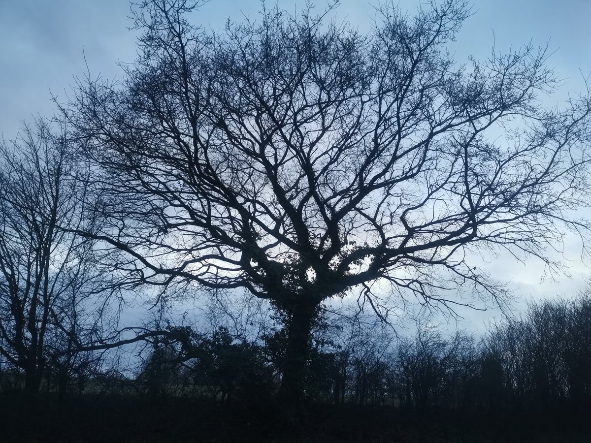 My two fave pics from my weekend in Suffolk look like they belong together! L: Luna waits for her cousin Alfie the Maltese to return from his walk with my Mum. R: cool tree at dusk.