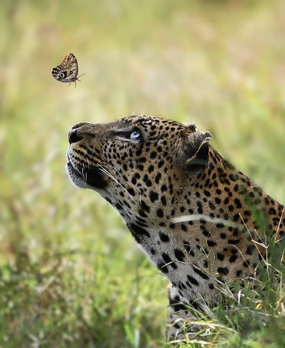 حامی tweet media