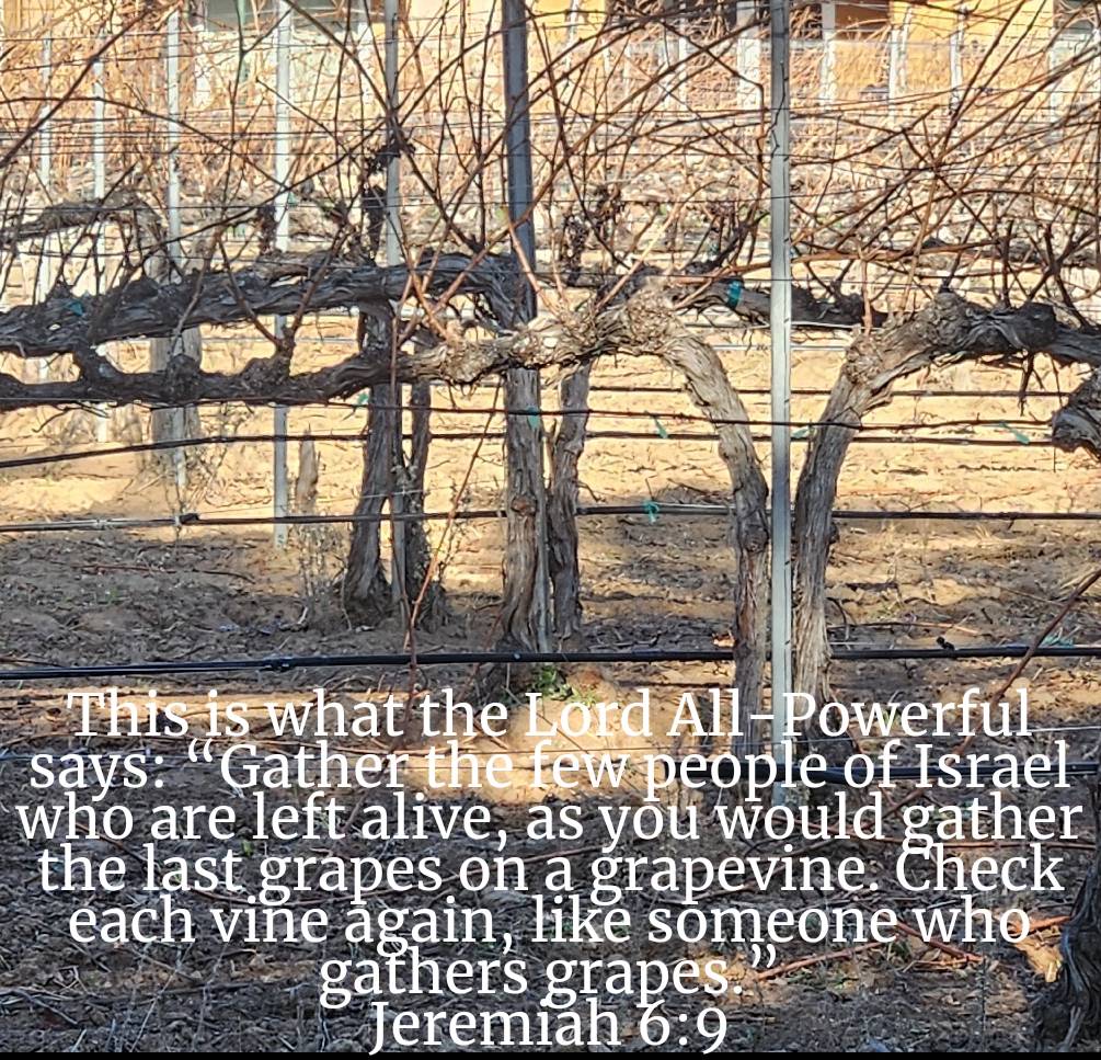 #Gather   #My   #People   #Last   #Grapes  #Grapevine
#TheWord
#JesusSaves
#TheMessageDaily