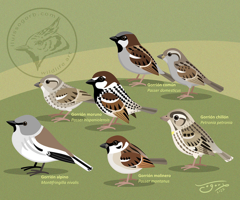 Ilustración d los 5 tipos de gorriones de la península Ibérica

•Gorrión común (Passer domesticus)
•Gorrión moruno (Passer hispaniolensis)
•Gorrión molinero (Passer montanus)
•Gorrión chillón (Petronia petronia)
•Gorrión alpino (Montifringilla nivalis)

Lámina de @artinatura