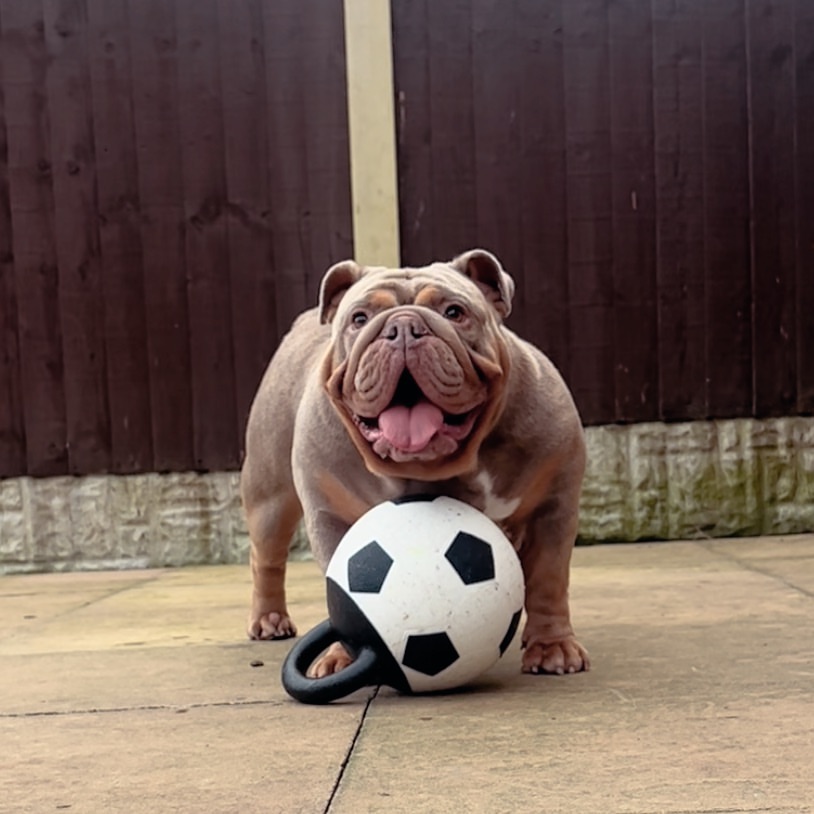 bulldogf650's tweet photo. In a contest between me and a bulldog, you would say the bulldog is cuter.
#englishbulldoglove #englishbulldoglife #bulldogram #englishbulldogsociety #englishbulldogs https://t.co/shJwLikgXq