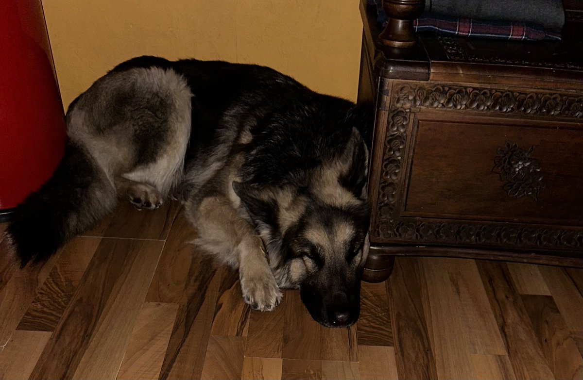 Shepherddog1970's tweet image. Müde......🤫