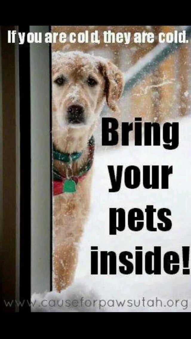 simonejnews's tweet image. A quick PSA to make sure your pets are inside in these sub-below temps. If you are cold, your pets are cold as well. 🚨🧊❄️ #bringyourpetsinside #itscoldout #freezingtemperatures #coldweatheralerts